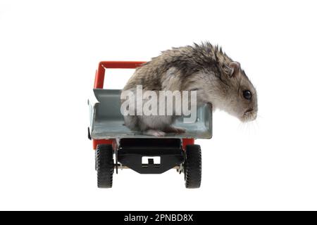 Junger dzungarischer Hamster im Spielzeugauto Stockfoto