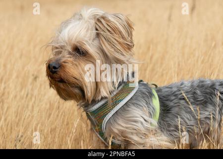 Süßer kleiner Boston-Terrier-Hund mit rotem Halstuch, der bei Tageslicht in trockenem Gras auf dem Land sitzt und wegschaut Stockfoto