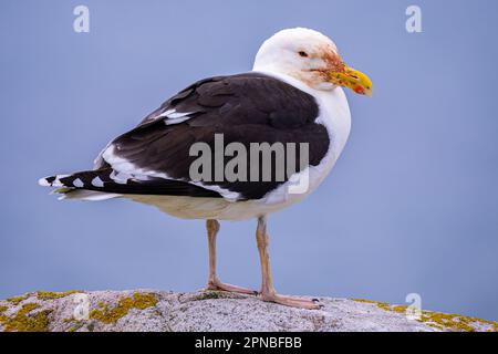 Seitenansicht einer schwarz-weißen Möwe mit gelbem Schnabel, die tagsüber in Irland auf einem rauen Stein gegen den blauen Himmel steht Stockfoto