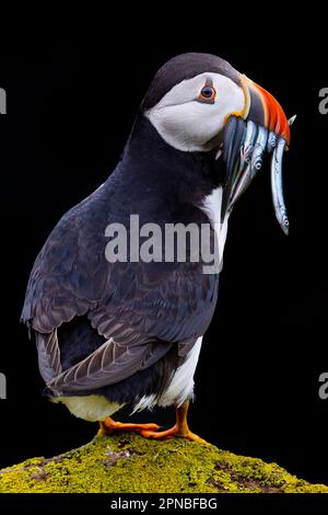 Schwarzer und weißer Puffinvogel mit rotem Schnabel, der auf einem grasbedeckten Boden in der Natur steht und Fische im Schnabel vor schwarzem Hintergrund hält Stockfoto