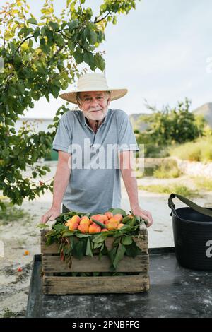 Älterer Bauer mit Hut steht neben einer Holzbox mit reifen Pfirsichen und schaut im Sommer im grünen Garten auf die Kamera Stockfoto