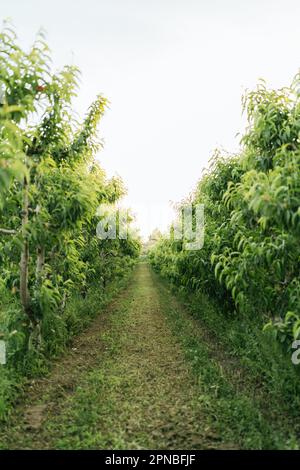 Leerer schmaler Fußweg zwischen üppigen grünen Bäumen an sonnigen Sommertagen auf einer landwirtschaftlichen Plantage auf dem Land Stockfoto