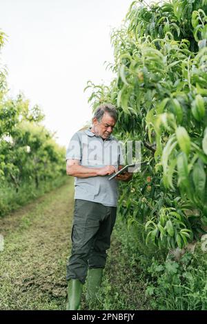 Konzentrierte ältere männliche Bauern in Freizeitkleidung und Gummistiefeln mit Tablet, während sie während der Plantagenarbeit üppige grüne Aprikosenbäume untersuchten Stockfoto