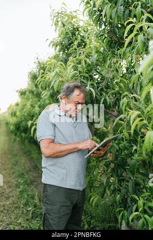 Konzentrierte ältere männliche Bauern in Freizeitkleidung und Gummistiefeln mit Tablet, während sie während der Plantagenarbeit üppige grüne Aprikosenbäume untersuchten Stockfoto