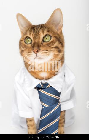 Geschäftskatze in einem Hemd mit Krawatte isoliert auf weißem Hintergrund. Stockfoto