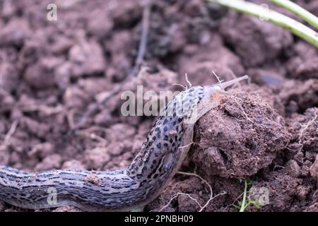 Europäische Riesengartenschleuder, große graue Schnecke, gefleckte Gartenluge, LiMax maximus Stockfoto