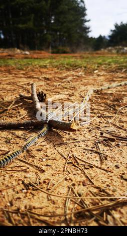 Pityocampa, der Kiefernprozessionär, Raupen, die lange Züge bilden, gefährlich für Mensch und Tier, weil sie reizende Haare haben Stockfoto