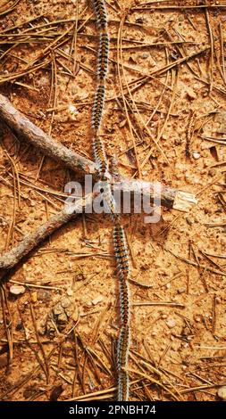 Pityocampa, der Kiefernprozessionär, Raupen, die lange Züge bilden, gefährlich für Mensch und Tier, weil sie reizende Haare haben Stockfoto