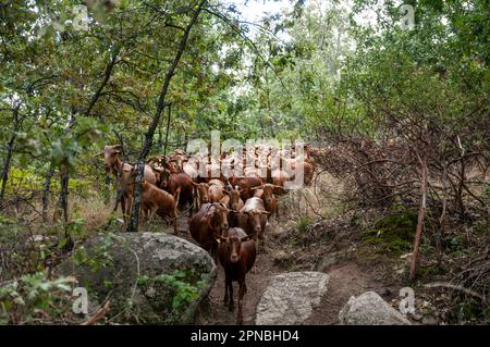 Herde von Hausschafen und malaguena-Ziegen, die im Wald durch grüne Bäume grasen und durch Felsen fahren, während sie tagsüber auf der Suche nach einer grüneren Weide sind Stockfoto