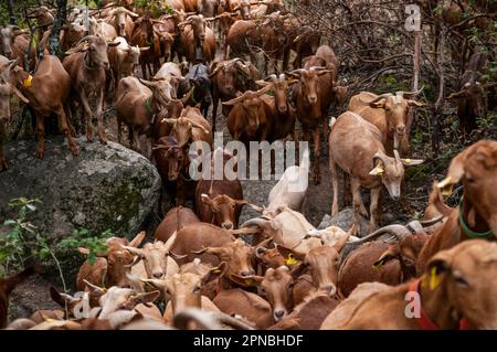 Herde von Hausschafen und malaguena-Ziegen, die im Wald durch grüne Bäume grasen und durch Felsen fahren, während sie tagsüber auf der Suche nach einer grüneren Weide sind Stockfoto