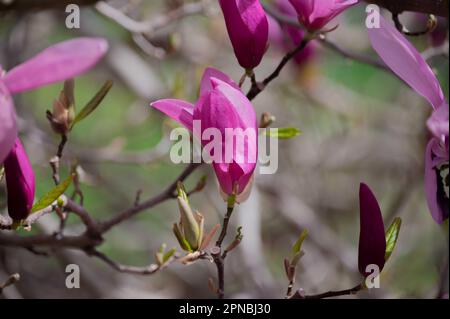 Magnolienblütenknospe öffnet sich auf Baumzweig-Bokeh-Hintergrund Stockfoto