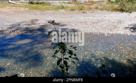 Kleiner, klarer, kalter Bach mit Kieselfelsen im Arkhyz Mountain Ridge - Foto der Natur Stockfoto