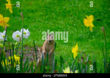 Kleines und schönes Eichhörnchen auf einer Wiese zwischen Blumen im warmen Frühling. Stockfoto