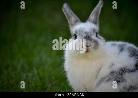 Süßes weißes und graues Haustier-Kaninchen, das auf dem Rasen sitzt, mit Platz zum Kopieren Stockfoto