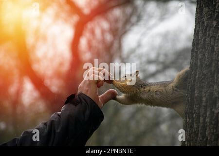 Das Eichhörnchen nimmt sich eine Nuss aus den Händen eines Mannes, während er auf einem Baum sitzt. Stockfoto