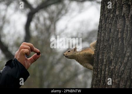 Das Eichhörnchen nimmt sich eine Nuss aus den Händen eines Mannes, während er auf einem Baum sitzt. Stockfoto