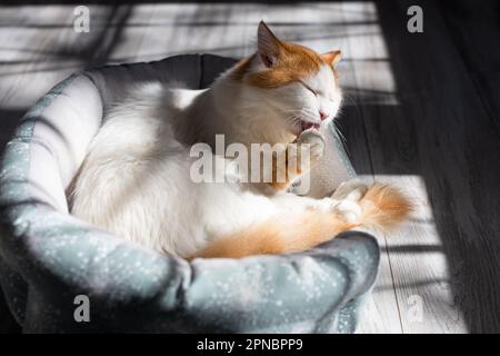 Die Katze leckt Wolle, die auf der Couch liegt. Katzenwäsche. Katze leckt Pfote Stockfoto