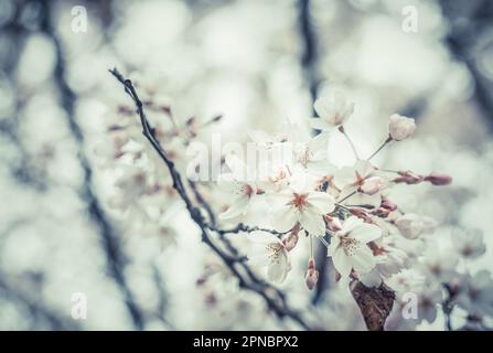 Nahaufnahme mit pinken Kirschblüten im Frühling. Selektiver Fokus. Stockfoto