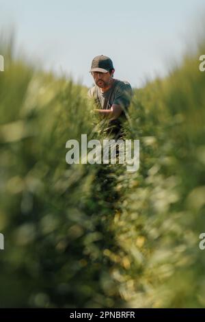 Porträt eines landwirtschaftlichen Arbeiters mittleren Alters, der auf einem unreifen grünen Gerstenfeld hockt und die Entwicklung des Getreidepflanzenohrs mit grünem Trucker-Hut und untersucht Stockfoto