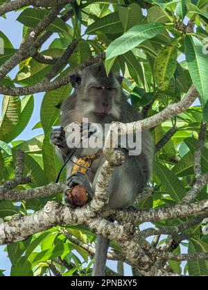 Ein bezaubernder Affe, der in einem Baum sitzt und einen nahrhaften Snack genießt Stockfoto