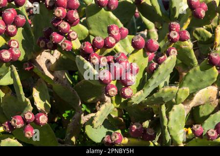 Stachelbirnen im Küstendorf Sanpieri, Provinz Ragusa, Sizilien, Italien, Europa. Stockfoto