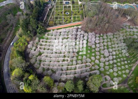 Der Cherry Orchard in Alnwick Gardens in Northumberland bietet die größte Sammlung von Taihaku Tress der Welt, bestehend aus 329 Bäumen. Foto: Dienstag, 18. April 2023. Stockfoto