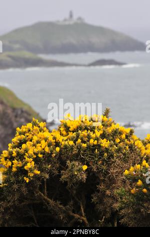 Gelber Dornbusch BallyCotton Leuchtturm Irland County Cork Stockfoto