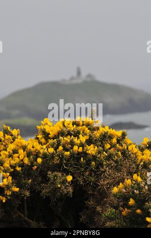 Gelber Dornbusch BallyCotton Leuchtturm Irland County Cork Stockfoto