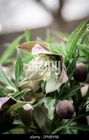 Helleborus Nahaufnahme. Ungewöhnliche Farbe Grüner Helleberore im Blumenbeet nach Regennaht Stockfoto