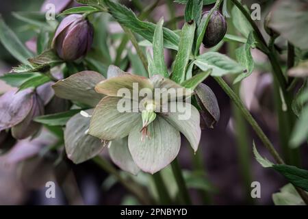 Helleborus Nahaufnahme. Ungewöhnliche Farbe Grüner Helleberore im Blumenbeet nach Regennaht Stockfoto