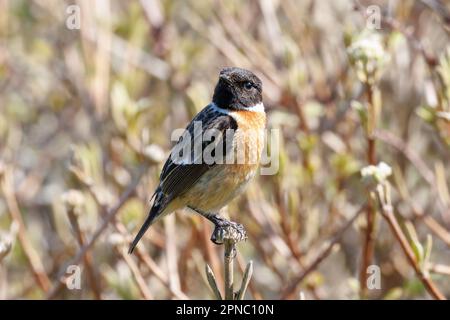 Männlicher Stonechat (Saxicola torquata) Sussex, Vereinigtes Königreich Stockfoto