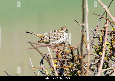 Meadow pipit (Anthus pratensis) Sussex, Vereinigtes Königreich Stockfoto