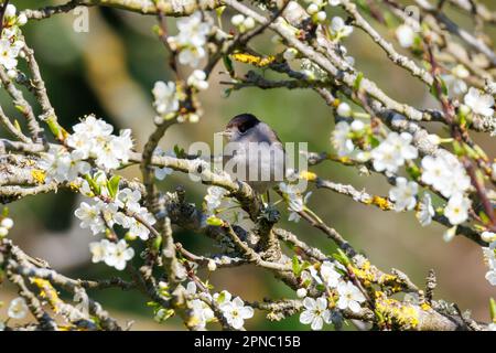 Blackcap (Sylvia atricapilla) Sussex, Großbritannien Stockfoto