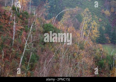 Weiße Stämme toter Birkenbäume stehen unter der neuen Vegetation der Ancares Mountain Range in Cervantes Lugo Galicia Stockfoto