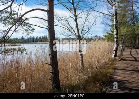 Im Frühling im Bad Würzacher Ried, einem schwäbischen Naturschutzgebiet Stockfoto