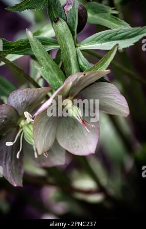 Helleborus Nahaufnahme. Ungewöhnliche Farbe Grüner Helleberore im Blumenbeet nach Regennaht Stockfoto