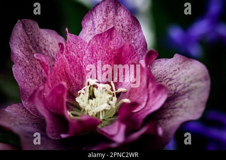 Helleborus Nahaufnahme. Wunderschöne rosafarbene Blume der ausgewählten Hellebores Blume Stockfoto