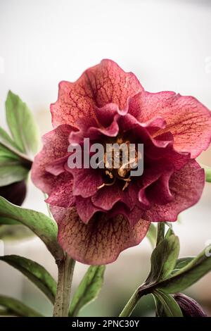 Hintergrund mit pinkfarbener, zarter Helleberblüte auf pinkfarbenem Hintergrund. Helleborus Nahaufnahme. Stockfoto