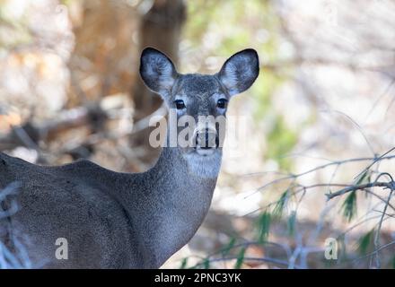 Weibliche Weißwedelhirsche im Frühling in Kanada Stockfoto