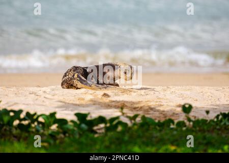 Am Strand entlang der Küste Singapurs liegt ein sandig beschichteter Otter Stockfoto