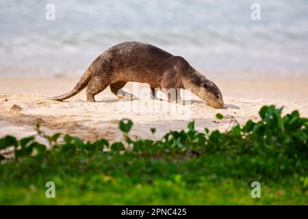 Ein sandig bedeckter, glatt beschichteter Otter schnüffelt am Strand entlang der Küste Singapurs nach Verstauchung Stockfoto