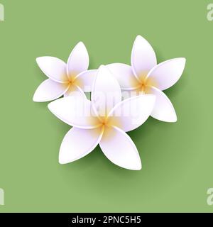 Vektordarstellung exotischer Frangipani-Blüten, tropische Kurzusammensetzung aus drei Blumen Stock Vektor