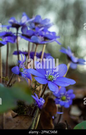 Wunderschöne Makroaufnahme einer ersten einzelnen Wildblume große blaue Hepatisa Hepatisa transsylvanica, die im Frühling unter trockenen Blättern zu blühen beginnt. Stockfoto