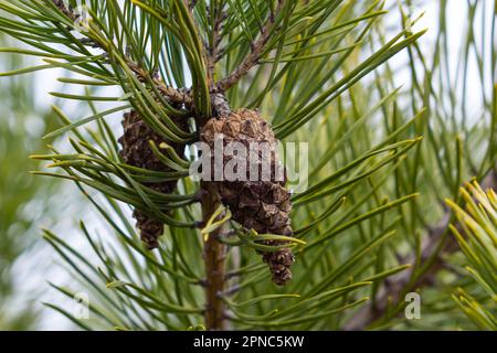 Letztes Jahr braune Zapfen auf einem Pinienzweig vor einem blauen Himmel. Selektiver Fokus. Eine luxuriöse lange Nadel auf einem Pinienzweig. Naturkonzept für Desi Stockfoto