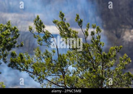 Letztes Jahr braune Zapfen auf einem Pinienzweig vor einem blauen Himmel. Selektiver Fokus. Eine luxuriöse lange Nadel auf einem Pinienzweig. Naturkonzept für Desi Stockfoto