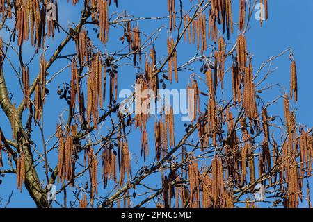 Kleiner Ast von schwarzer Erle Alnus glutinosa mit männlichen Katzenmuscheln und weiblichen roten Blüten. Blühende Erle im Frühling wunderschöner natürlicher Hintergrund mit klarem Stockfoto