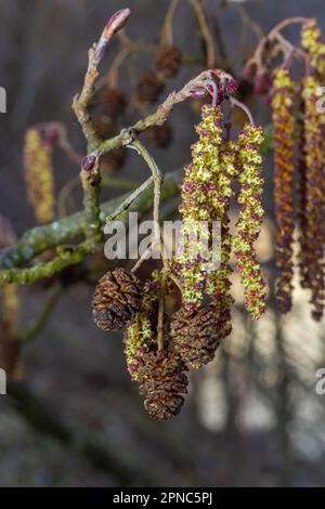 Kleiner Ast von schwarzer Erle Alnus glutinosa mit männlichen Katzenmuscheln und weiblichen roten Blüten. Blühende Erle im Frühling wunderschöner natürlicher Hintergrund mit klarem Stockfoto