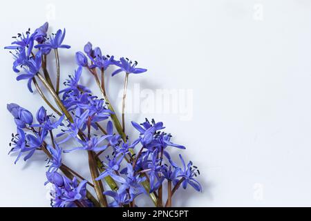 Wunderschöne blaue Blumen Schneeflocken Scilla bifolia Alpine Squill, zweiblättriger Squill auf weißem Hintergrund mit Platz für Text. Frühlingsdekoration. Stockfoto