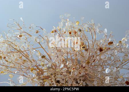 Stilvolles, modernes, getrocknetes Blumenarrangements in einer Vase mit roter Schleife, Geschenk für Jubiläum, Geburtstag, Muttertag. Stockfoto