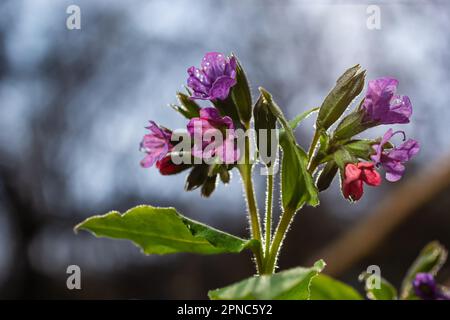 Nahaufnahme blühender Blüten Pulmonaria mollis am sonnigen Frühlingstag, selektiver Fokus. Nahaufnahme der Wiesenblume - wildes Heilkraut - Pulmonaria Stockfoto